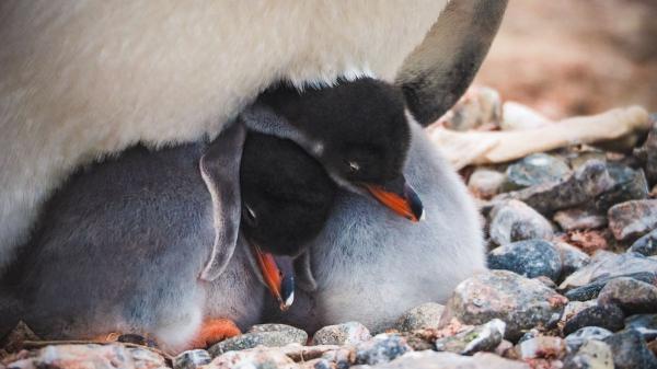 Descubren una nueva especie de pingüino por primera vez en más de un siglo: llevaba décadas pasando inadvertida entre los pingüinos ya conocidos - El ADN fue fundamental para distinguir al nuevo pingüino de los ya conocidos