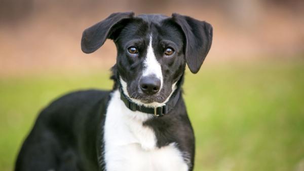 La pregunta que muchos fans de Disney se hacen desde hace años: ¿Qué animal es Goofy? - El animal que se esconde detrás de Goofy (aunque muchos no lo crean)