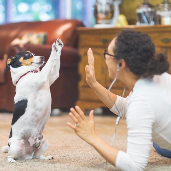 11 Juegos de inteligencia para perros en casa