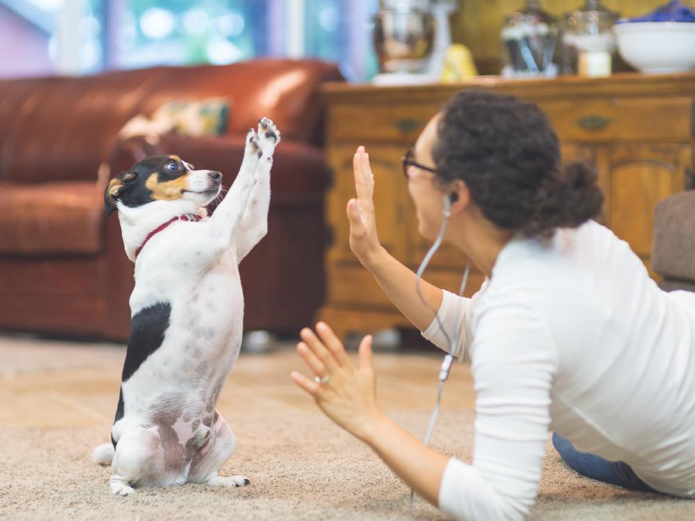 11 Juegos de inteligencia para perros en casa