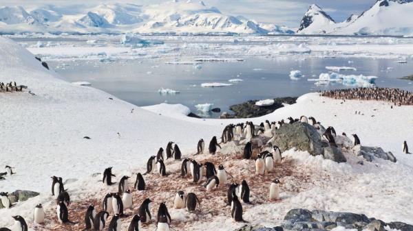 Descubren una nueva especie de pingüino por primera vez en más de un siglo: llevaba décadas pasando inadvertida entre los pingüinos ya conocidos - Parecían iguales, pero eran distintos: así pasó desapercibida la nueva especie