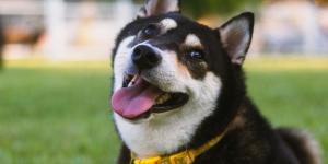 De “Toby” a “Loki”: así han cambiado los nombres de mascotas en España según las generaciones