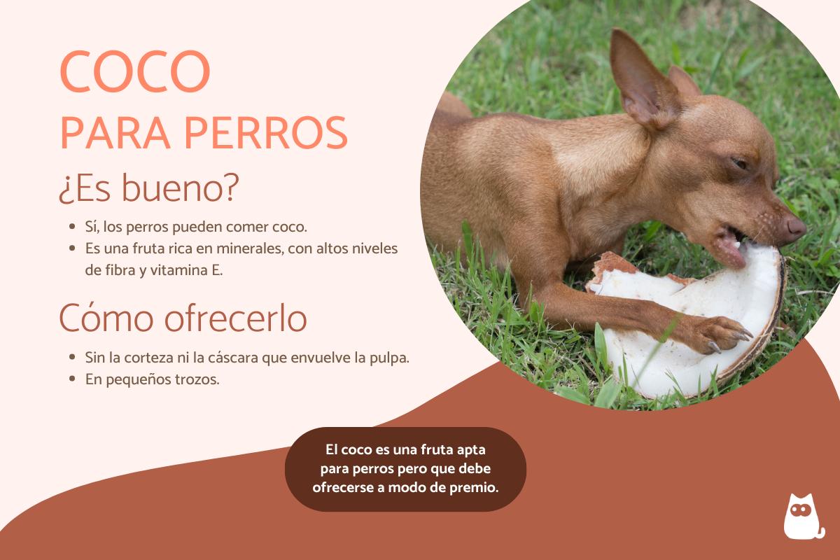 ¿Los perros pueden comer coco?