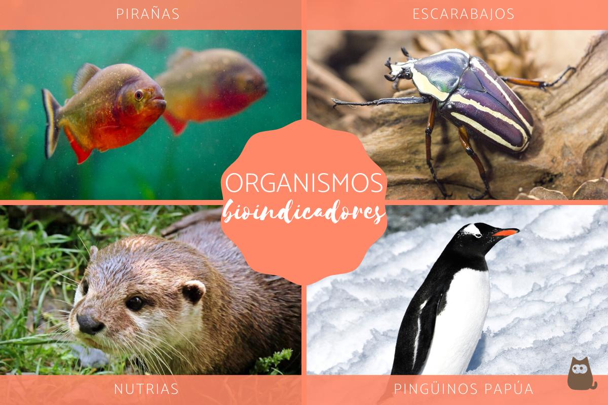 Organismos bioindicadores - Definición, tipos y ejemplos