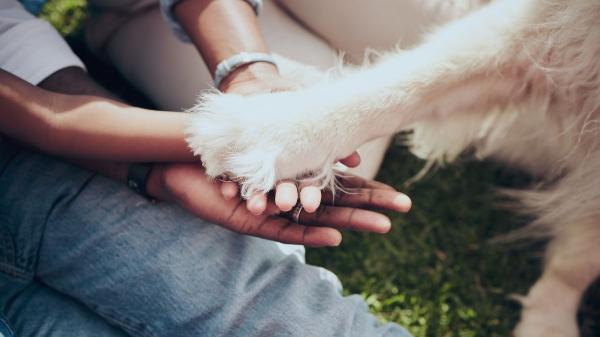 De “Toby” a “Loki”: así han cambiado los nombres de mascotas en España según las generaciones - Un espejo de cada época: ¿qué dice el nombre de tu animal sobre tu generación?