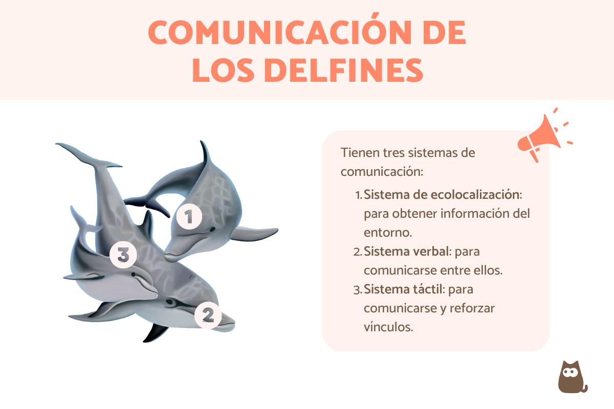 ¿Cómo se comunican los delfines?