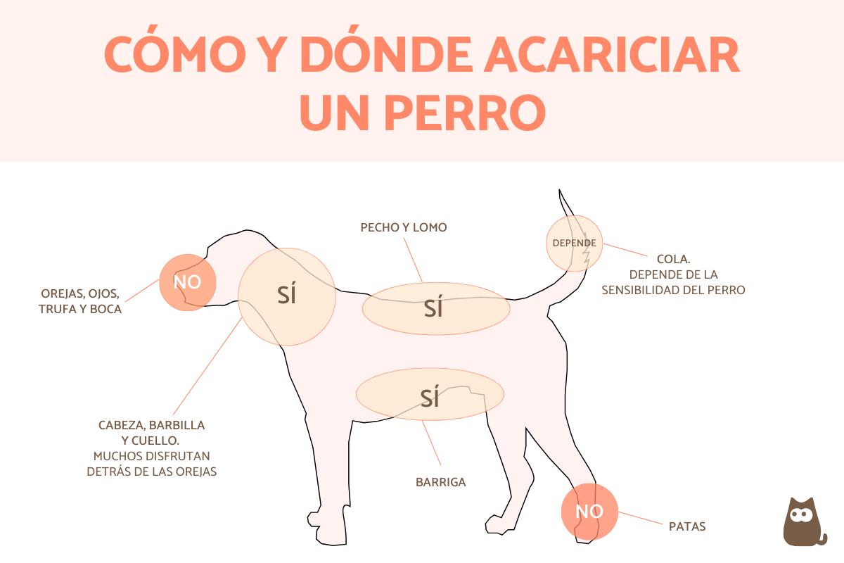 ¿Cómo y dónde acariciar a un perro?