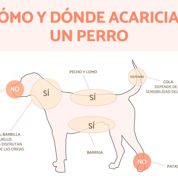 cómo calmo a mi perro antes de acicalarlo