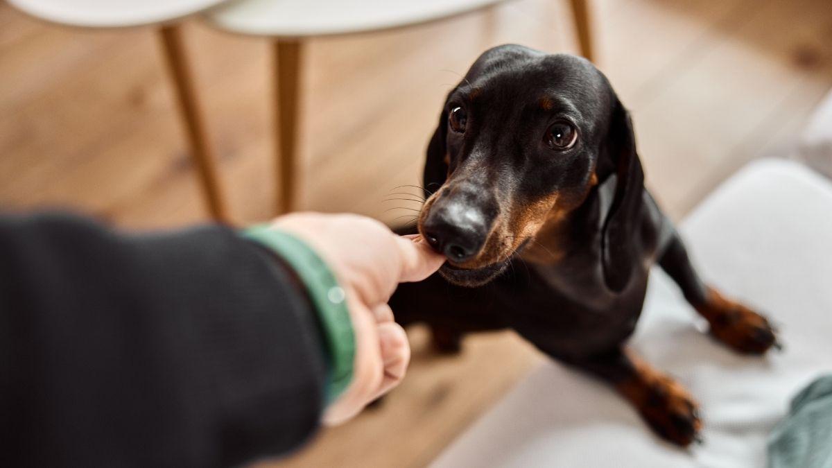 Cuando un perro se vuelve agresivo de repente no es casualidad: esto es lo que intenta decirte y cómo actuar