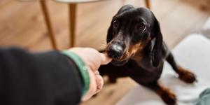 Cuando un perro se vuelve agresivo de repente no es casualidad: esto es lo que intenta decirte y cómo actuar