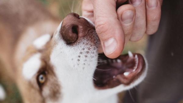 Cuando un perro se vuelve agresivo de repente no es casualidad: esto es lo que intenta decirte y cómo actuar - Esto es lo que debes hacer si tu perro se ha vuelto agresivo