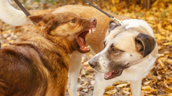 Cuando un perro se vuelve agresivo de repente no es casualidad: esto es lo que intenta decirte y cómo actuar - Las razones por las que algunos perros cambian su comportamiento de un día para otro