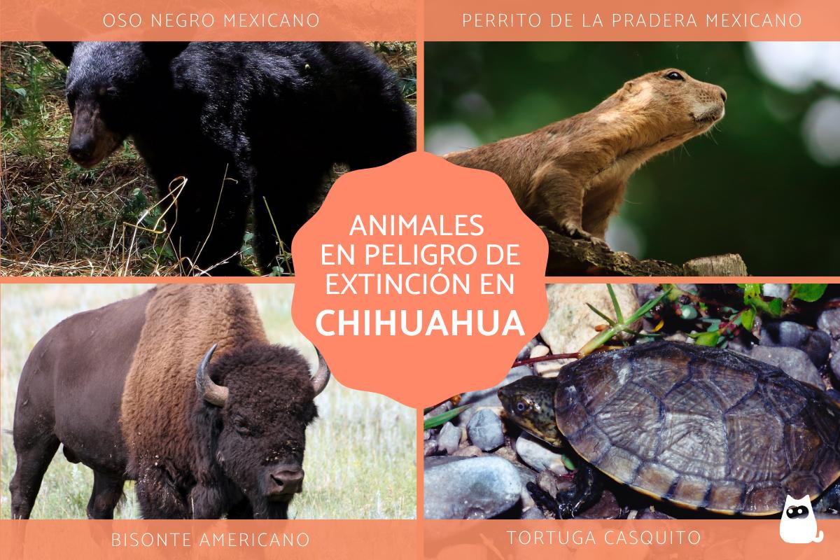 Animales en peligro de extinción en Chihuahua