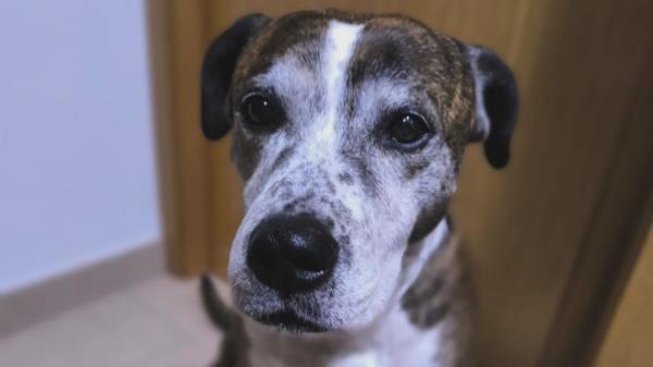 Pasó 10 años en el refugio esperando una familia: la reacción de Kimba al ser adoptada conmueve a todos - Así es la nueva vida de Kimba con su familia