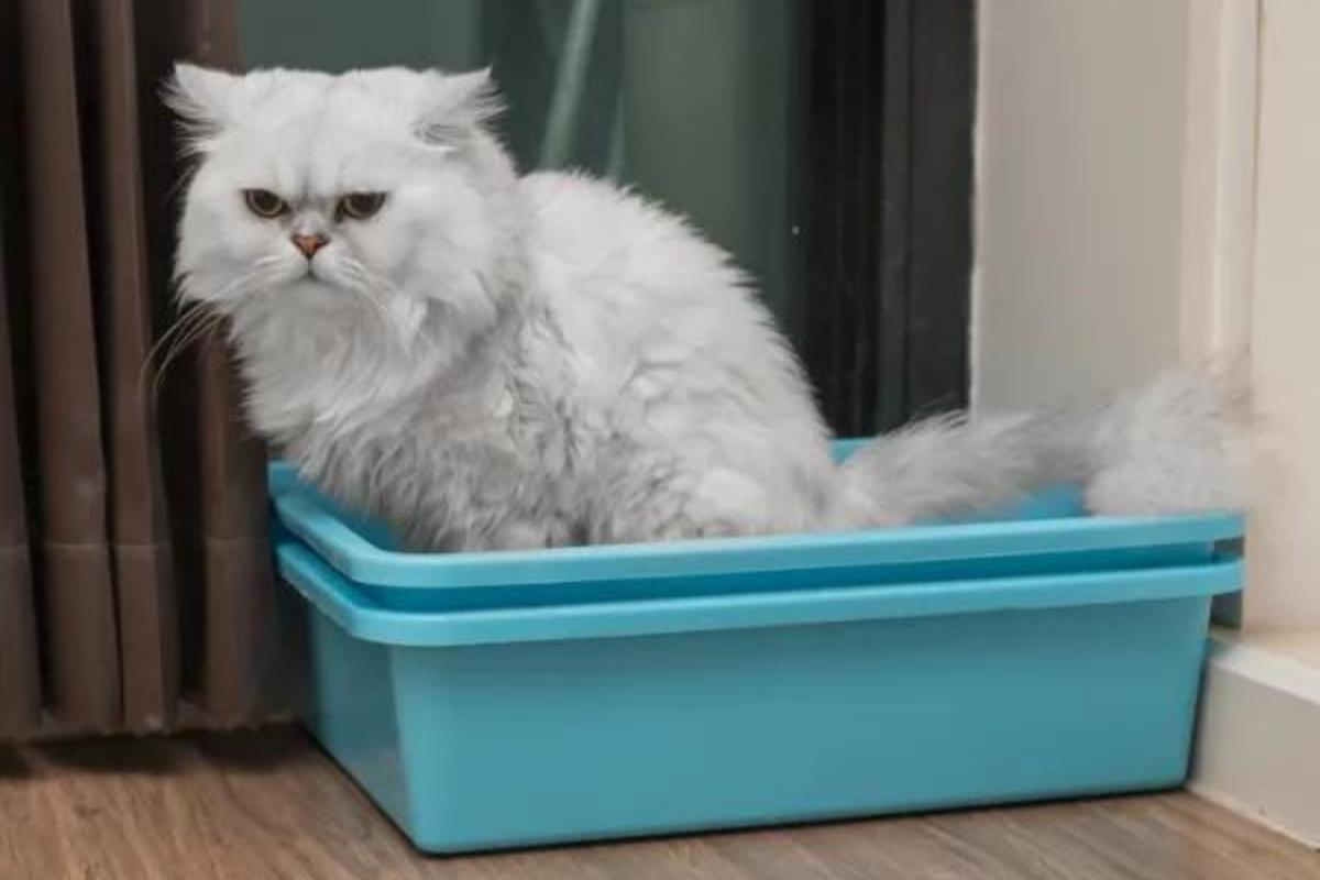 ¿Cómo quitar el olor a orina de gato en casa?