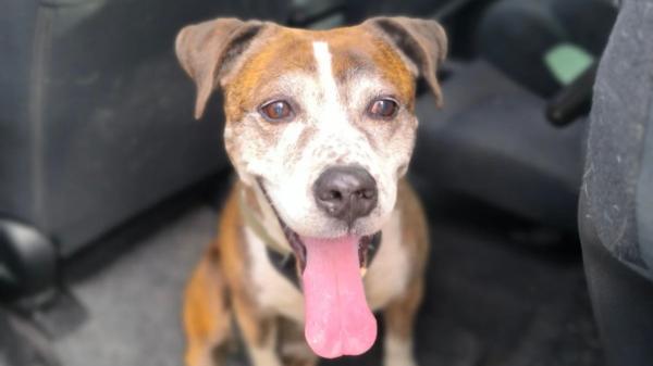 Pasó 10 años en el refugio esperando una familia: la reacción de Kimba al ser adoptada conmueve a todos