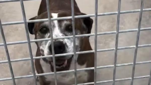 Pasó 10 años en el refugio esperando una familia: la reacción de Kimba al ser adoptada conmueve a todos - Una vida entera esperando una segunda oportunidad