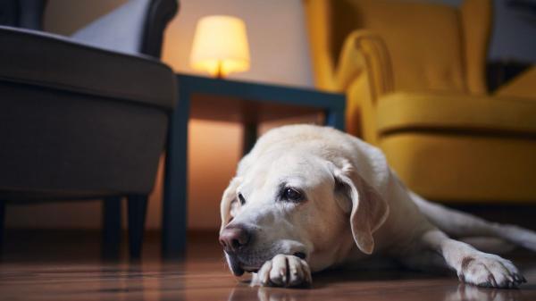 Los veterinarios expertos lo tienen claro: así afectará el eclipse solar total a perros y gatos - Cómo cuidar a tu perro o gato durante un eclipse: los consejos de los veterinarios