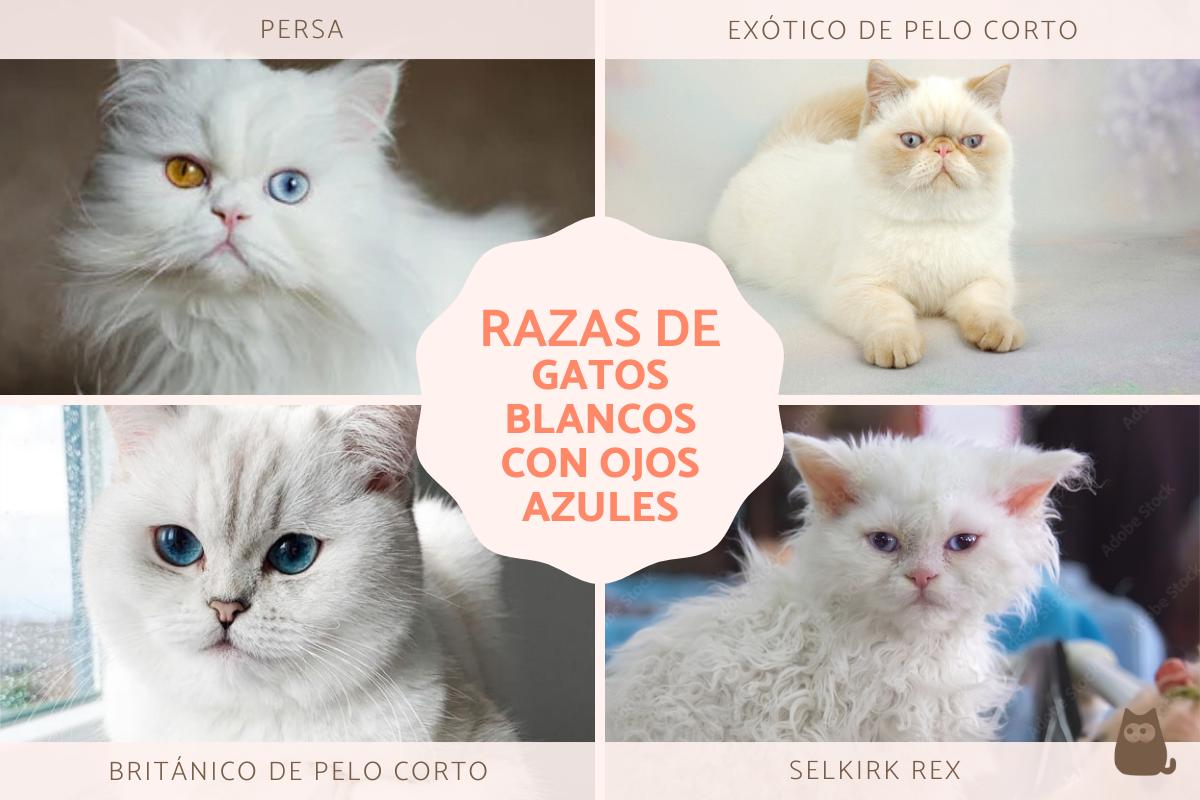 Gatos blancos con ojos azules: razas con fotos