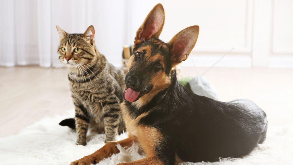 Los veterinarios expertos lo tienen claro: así afectará el eclipse solar total a perros y gatos