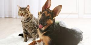 Los veterinarios expertos lo tienen claro: así afectará el eclipse solar total a perros y gatos