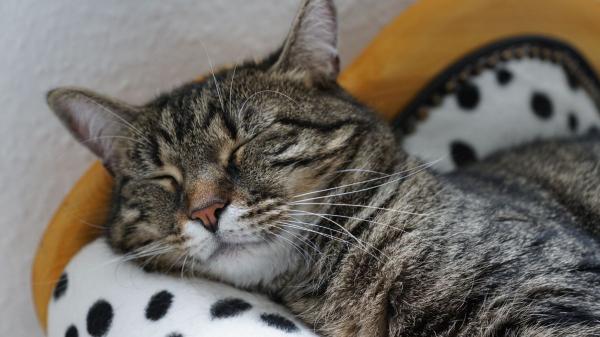 Los veterinarios expertos lo tienen claro: así afectará el eclipse solar total a perros y gatos - ¿Y qué ocurre con los gatos?
