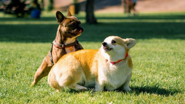 Los veterinarios avisan: “El problema no es que tu perro coma hierba, sino lo que puede haber en ella” - Cuidado con el césped más verde del parque: puede ser el más peligroso para tu perro