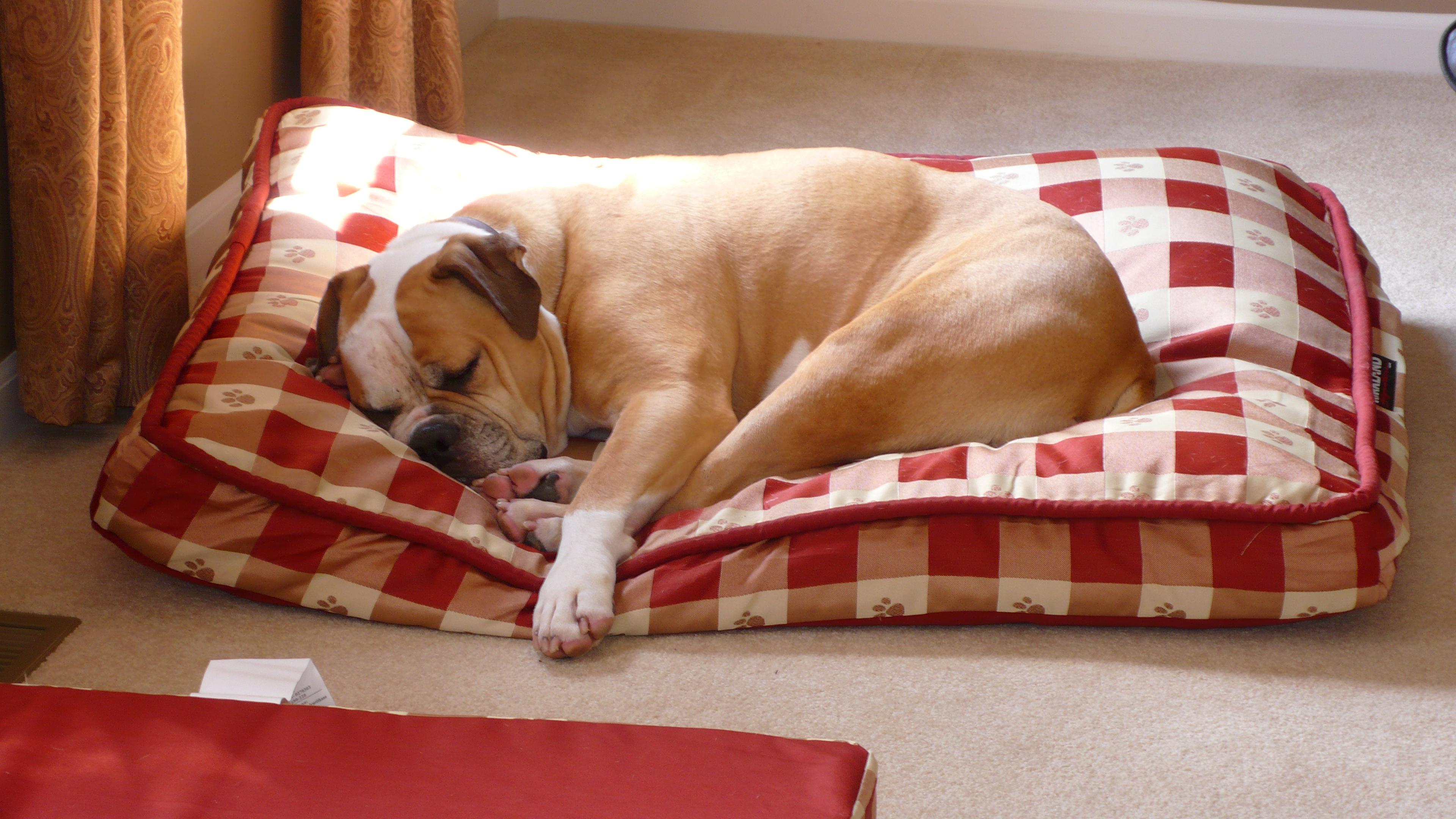Яркие собаки в лежанках. Лежанка для собак с лапками. Как приучить собаку спать на лежанке. Как приучить собаку спать на лежанке. Как приучить собаку спать на лежанке.