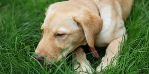 Los veterinarios avisan: “El problema no es que tu perro coma hierba, sino lo que puede haber en ella”