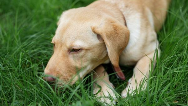 Los veterinarios avisan: “El problema no es que tu perro coma hierba, sino lo que puede haber en ella”