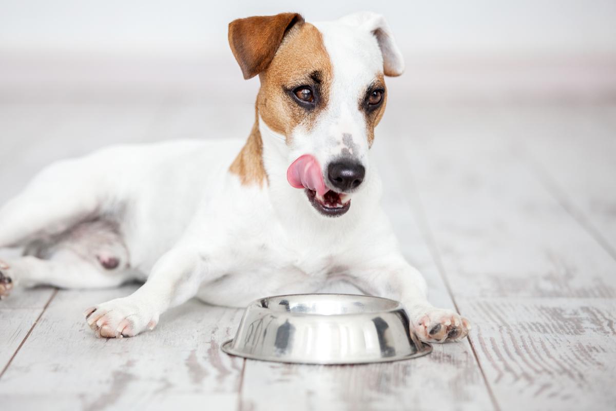 ¿Qué darle a un perro con problemas digestivos?