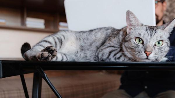 No es que tu gato solo busque calor: cuando se acuesta sobre tu ordenador también quiere llamar tu atención - El motivo por el que tu gato busca el teclado cuando trabajas