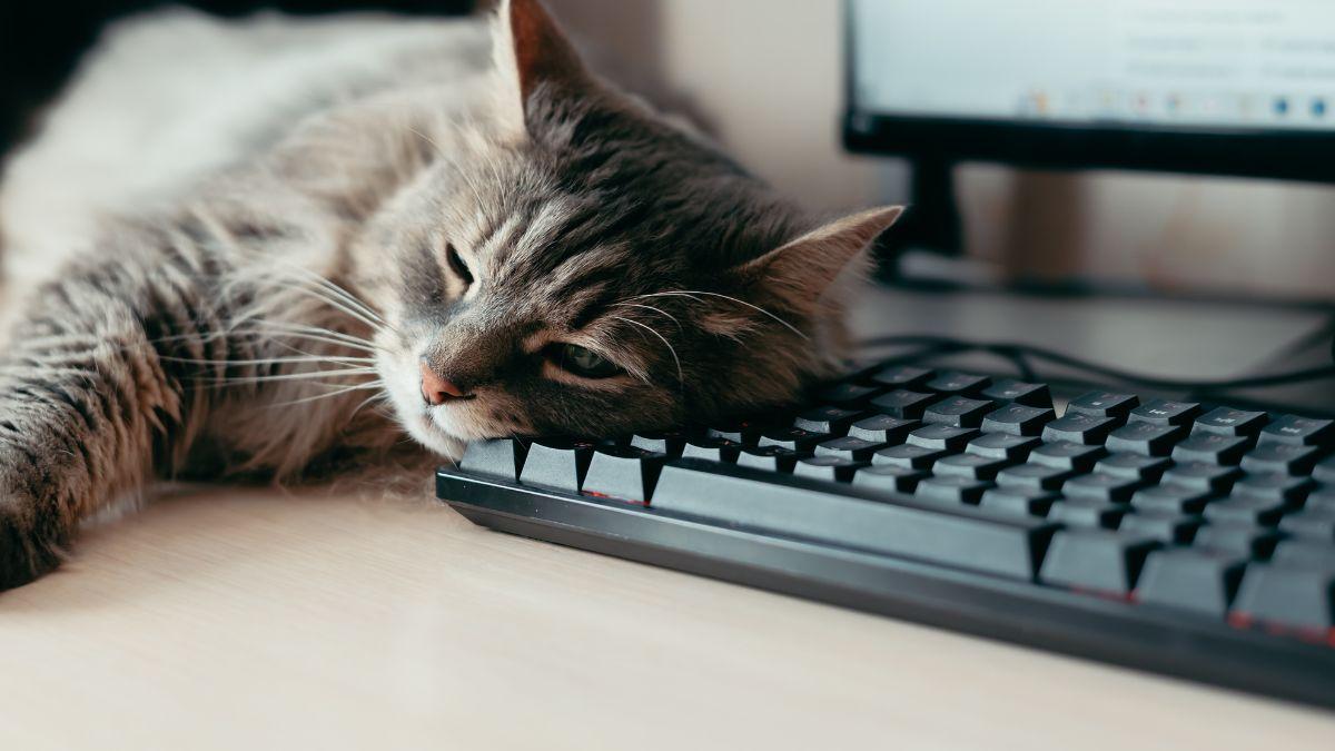 No es que tu gato solo busque calor: cuando se acuesta sobre tu ordenador también quiere llamar tu atención