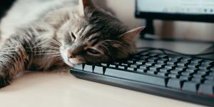 No es que tu gato solo busque calor: cuando se acuesta sobre tu ordenador también quiere llamar tu atención