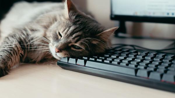 No es que tu gato solo busque calor: cuando se acuesta sobre tu ordenador también quiere llamar tu atención