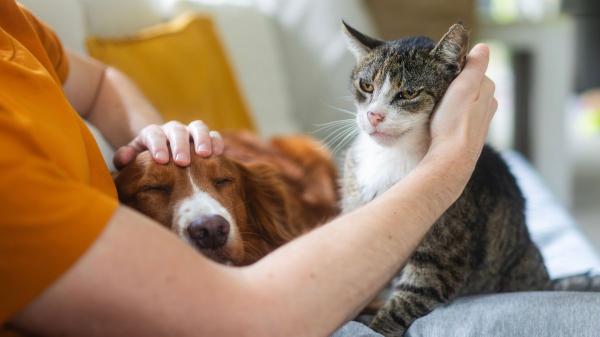 La psicología afirma que las personas que cuidan varias mascotas suelen desarrollar hábitos más saludables - Los grandes beneficios de convivir con animales que va mucho más allá de la compañía