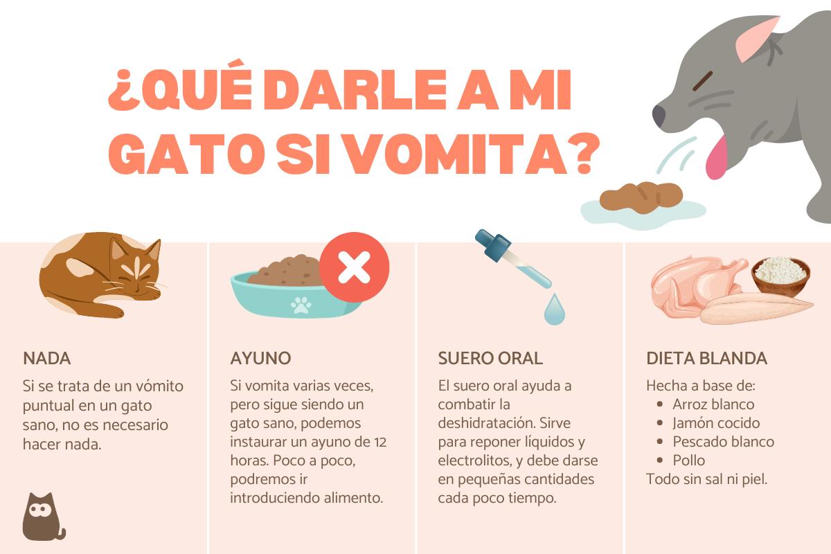 ¿Qué darle a mi gato si vomita?