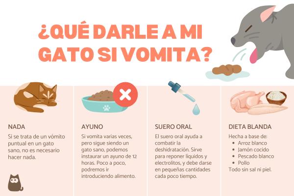 ¿Qué darle a mi gato si vomita?