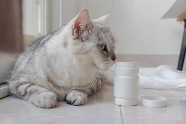 ¿Qué darle a mi gato si vomita? - ¿Qué medicamento es bueno para el vómito en gatos?