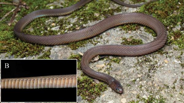 Encontraron una serpiente que nadie podía identificar y un adolescente de 17 años pasó 40 noches buscándola: acabó descubriendo una nueva especie - Encontrar la serpiente no bastaba: había que demostrar que era una especie nueva