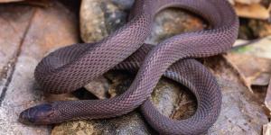 Encontraron una serpiente que nadie podía identificar y un adolescente de 17 años pasó 40 noches buscándola: acabó descubriendo una nueva especie
