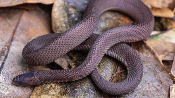 Encontraron una serpiente que nadie podía identificar y un adolescente de 17 años pasó 40 noches buscándola: acabó descubriendo una nueva especie