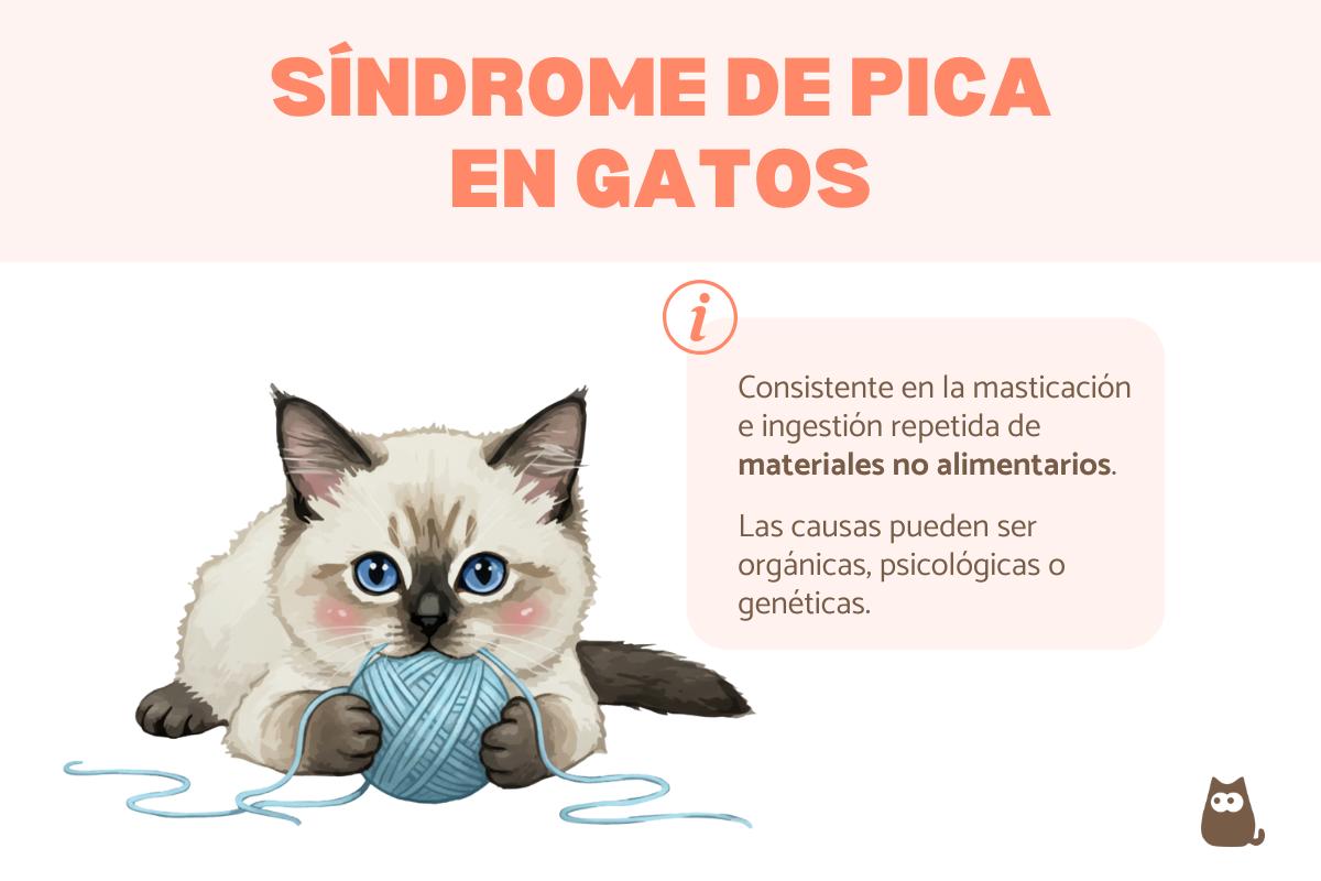 Pica en gatos: qué es, causas y tratamiento