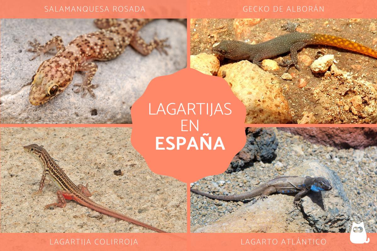 Tipos de lagartijas en España
