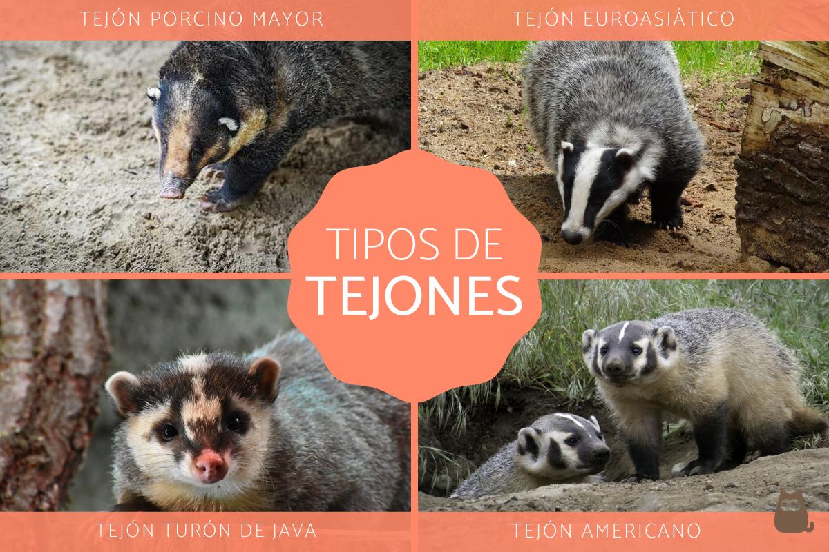 Tipos de tejones