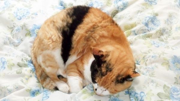 El consejo más útil de una veterinaria para evitar enfermedades en gatos este invierno: "Evita corrientes de aire y mantén esta temperatura en casa para protegerlo" - Estas son las señales que indican que un gato tiene frío