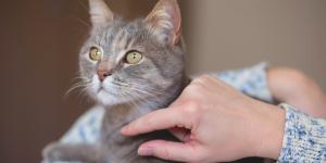 La psicología dice que las personas no viven con gatos solo por cariño, sino por no rodearse de gente y sentirse acompañadas
