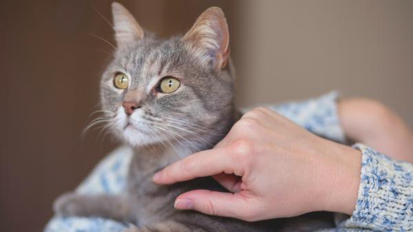 La psicología dice que las personas no viven con gatos solo por cariño, sino por no rodearse de gente y sentirse acompañadas
