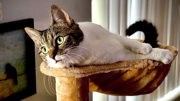 El consejo más útil de una veterinaria para evitar enfermedades en gatos este invierno: "Evita corrientes de aire y mantén esta temperatura en casa para protegerlo" - Los cuidados más prácticos y efectivos para mantener a tu gato caliente en casa