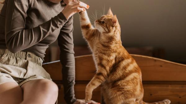 La psicología dice que las personas no viven con gatos solo por cariño, sino por no rodearse de gente y sentirse acompañadas - Los rasgos de personalidad que distinguen a los amantes de los gatos